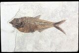 Diplomystus Fish Fossil - Green River Formation #62673-1